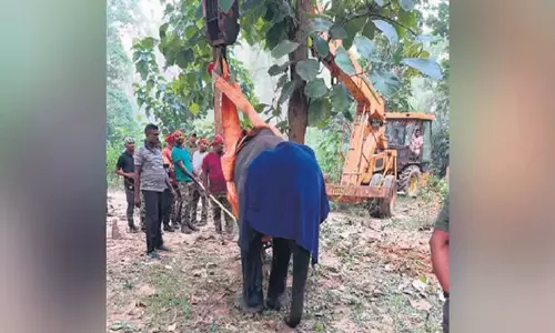 Odisha: घायल हाथी के बच्चे को नंदनकानन ले जाया गया