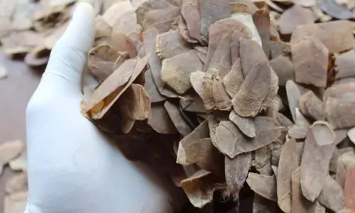 Jorhat: 5 Kg सूखे पैंगोलिन के शल्क के साथ एक व्यक्ति को गिरफ्तार Jorhat: 5 Kg सूखे पैंगोलिन के शल्क के साथ एक व्यक्ति को गिरफ्तार