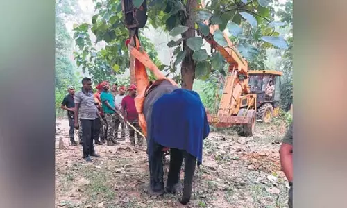 Odisha: घायल हाथी के बच्चे को नंदनकानन ले जाया गया Odisha: घायल हाथी के बच्चे को नंदनकानन ले जाया गया
