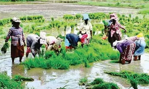 IRRI ने धान की मशीनीकृत सीधी बुआई पद्धति का समर्थन किया
