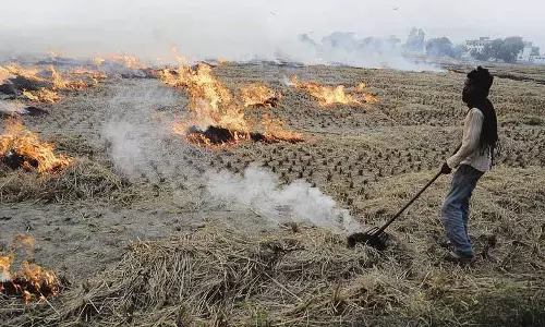 Punjab: एक दिन में 99 खेतों में आग लगी
