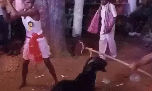 देवी समाने पर बैगा ने पिया खून