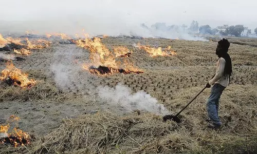 पराली जलाने को लेकर सुप्रीम कोर्ट ने Punjab, Haryana को फटकार लगाई पराली जलाने को लेकर सुप्रीम कोर्ट ने Punjab, Haryana को फटकार लगाई