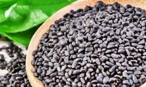 गुणों से भरपूर सब्जा सीड्स को आज ही करें अपनी डाइट में शामिल