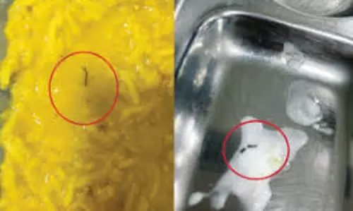 Indore: एसडीएम ने नरसीमुंजी कालेज में कीड़ों वाला खाना मिलने के बाद लिया कड़ा एक्शन Indore: एसडीएम ने नरसीमुंजी कालेज में कीड़ों वाला खाना मिलने के बाद लिया कड़ा एक्शन