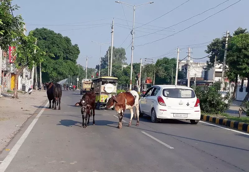 Haryana :  हमारे पाठक क्या कहते हैं जगाधरी में आवारा पशुओं का खतरा बढ़ रहा