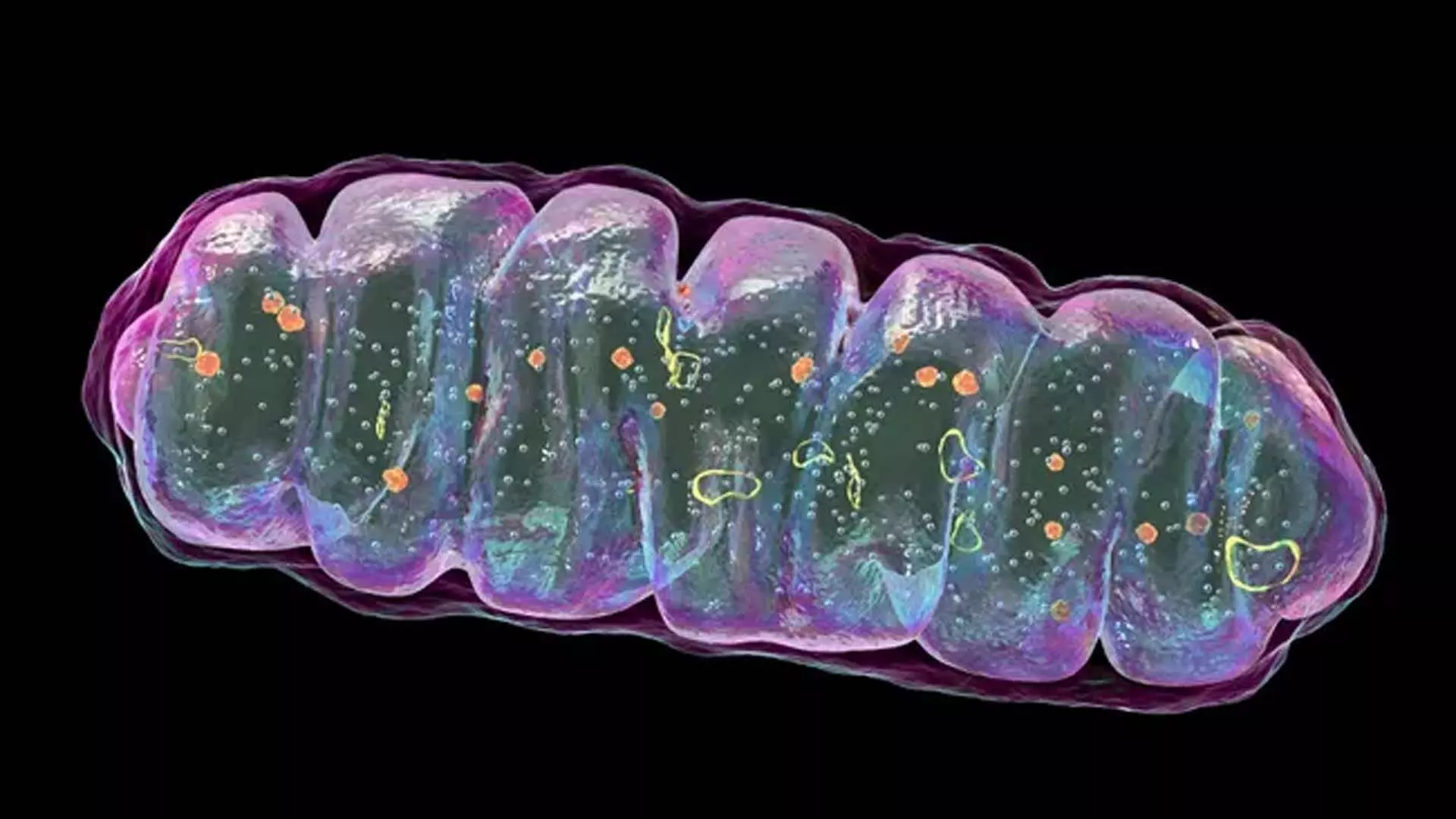 Mitochondria की खराबी से हो सकता है क्रोहन रोग