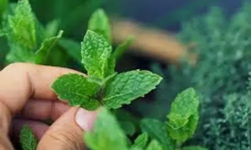 Skin Care:  अपनी त्वचा को तरोताजा करना चाहते हैं, तो पुदीने का ऐसे करें इस्तेमाल