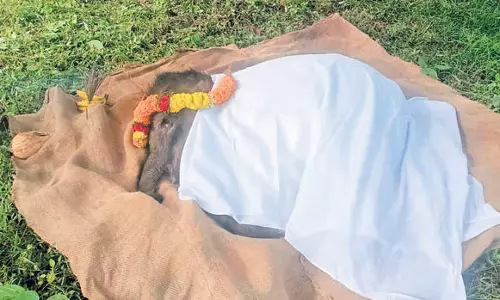मुदुमलाई टाइगर रिजर्व के थेप्पक्कडु शिविर में हाथी के बच्चे की मौत हो गई