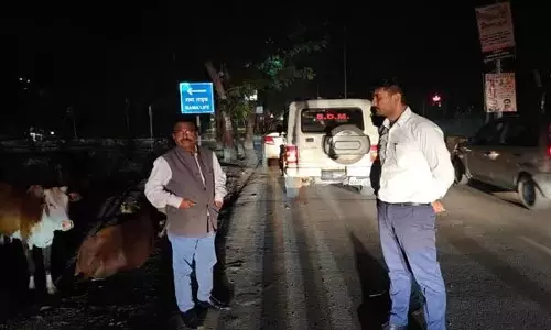 कमिश्नर ने आधी रात सड़क से आवारा मवेशी को हटाया