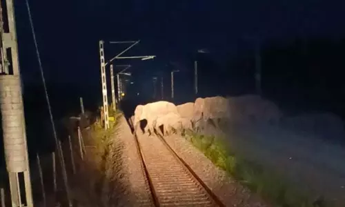 Assam: ट्रेन चालक दल ने हाथियों के झुंड से टक्कर होने से बचाया Assam: ट्रेन चालक दल ने हाथियों के झुंड से टक्कर होने से बचाया