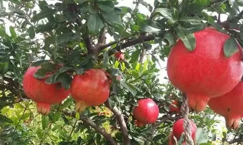 Andhra: बागवानी के विकास के लिए कार्ययोजना तैयार Andhra: बागवानी के विकास के लिए कार्ययोजना तैयार