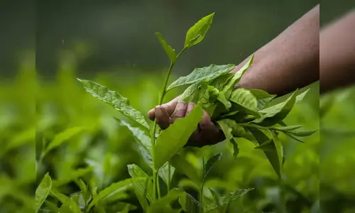 Assam : कोलकाता की बड़ी चाय कंपनियों को जिम्मेदार ठहराया