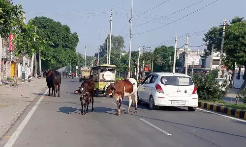 Haryana :  हमारे पाठक क्या कहते हैं जगाधरी में आवारा पशुओं का खतरा बढ़ रहा