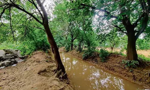 छोटी नहर के किनारे पेड़ों की कटाई रोकने के लिए Green Tribunal में याचिका दायर छोटी नहर के किनारे पेड़ों की कटाई रोकने के लिए Green Tribunal में याचिका दायर