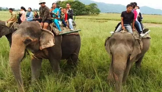 Kaziranga: 1 नवंबर से पर्यटकों को रोमांचित करने के लिए हाथी सफारी