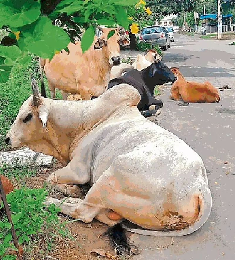 Haryana : हमारे पाठक क्या कहते हैं नरवाना में सड़कों पर आवारा पशुओं के झुंड