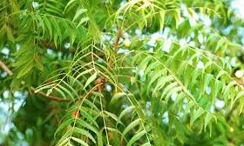 सुबह-सुबह चबा लें इस पौधे की पत्तियां, सारी थकान और कमजोरी हो जाएगी दूर