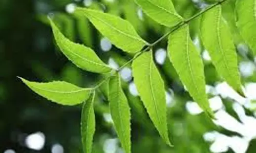 सुबह-सुबह इस पौधे की सिर्फ 4-5 पत्तियां चबाए