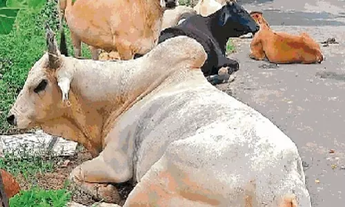 Haryana : हमारे पाठक क्या कहते हैं नरवाना में सड़कों पर आवारा पशुओं के झुंड