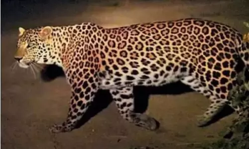 Hyderabad: मियापुर मेट्रो स्टेशन के पास घूमते हुए तेंदुए का वीडियो वायर