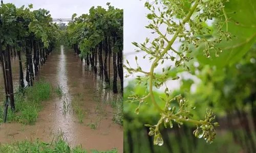 maharashtra :सांगली में बारिश के कारण अंगूर के खेती पर असर maharashtra :सांगली में बारिश के कारण अंगूर के खेती पर असर