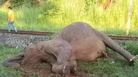 Latehar: ट्रेन की चपेट में आने से हाथी के बच्चे की मौत Latehar: ट्रेन की चपेट में आने से हाथी के बच्चे की मौत
