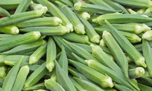Ladyfinger को ताजा रखने के टिप्स Ladyfinger को ताजा रखने के टिप्स