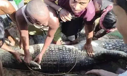 Odisha के पुरी जिले में दया नदी में मछुआरों ने पकड़ा मगरमच्छ Odisha के पुरी जिले में दया नदी में मछुआरों ने पकड़ा मगरमच्छ