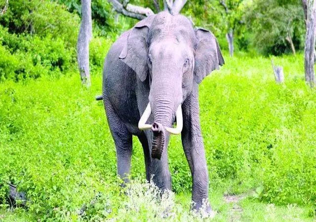 दो दोस्तों के पीछे पड़ा हाथी, फिर क्या हुआ...इलाके में दहशत