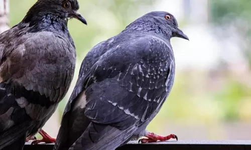 कबूतर आपकी बालकनी को नुकसान पहुंचाता तो निम्नलिखित कार्य करे कबूतर आपकी बालकनी को नुकसान पहुंचाता तो निम्नलिखित कार्य करे