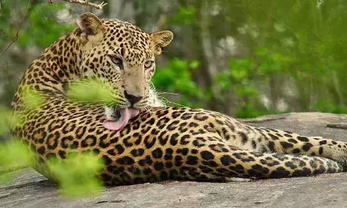 तेंदुआ Jalpaiguri की 12 वर्षीय लड़की को मार कर घसीट ले गया तेंदुआ Jalpaiguri की 12 वर्षीय लड़की को मार कर घसीट ले गया