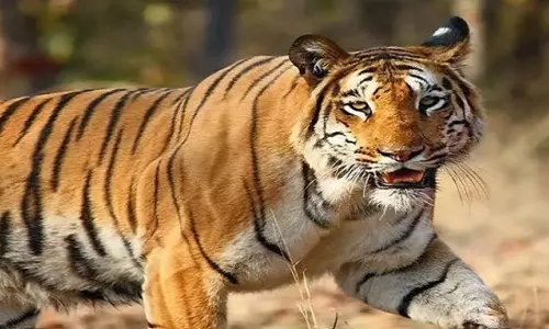 Maharashtra से सिमिलिपाल टाइगर रिजर्व में 2 रॉयल बंगाल टाइगर लाए जाएंगे