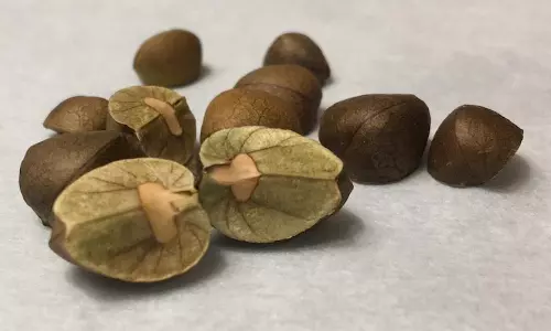 Mexican Jumping बीन्स प्रकाश के रंग के प्रति संवेदनशील