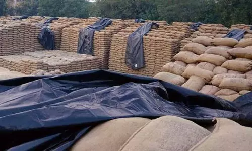 Mohali में 85,000 मीट्रिक टन धान की खरीद Mohali में 85,000 मीट्रिक टन धान की खरीद