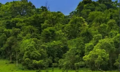 Manipur : नगा परिषद ने ज़िलाद वन्यजीव अभयारण्य में तेल अन्वेषण की योजना