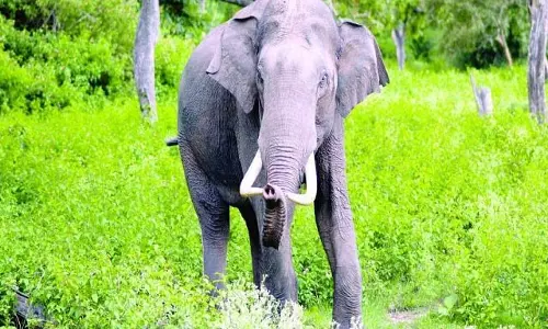 दो दोस्तों के पीछे पड़ा हाथी, फिर क्या हुआ...इलाके में दहशत