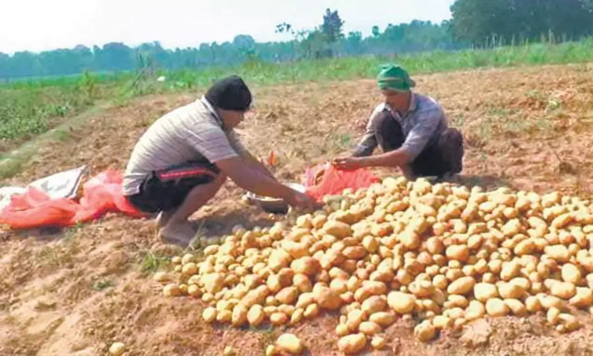 Odisha: ओडिशा के किसान आलू की फसल की उम्मीद कर रहे