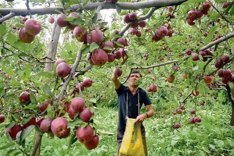 Himachal: सेब उत्पादकों को अच्छा मुनाफा, लेकिन राज्य में सेब उत्पादन में गिरावट