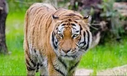 MP News:  बाघ का आतंक , तीन लोगों पर  हमला