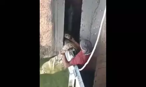 Hyderabad के उस्मानसागर से भारतीय रॉक पाइथन को बचाया गया Hyderabad के उस्मानसागर से भारतीय रॉक पाइथन को बचाया गया