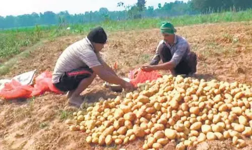 Odisha के किसान इस साल आलू की खेती के लिए उत्सुक