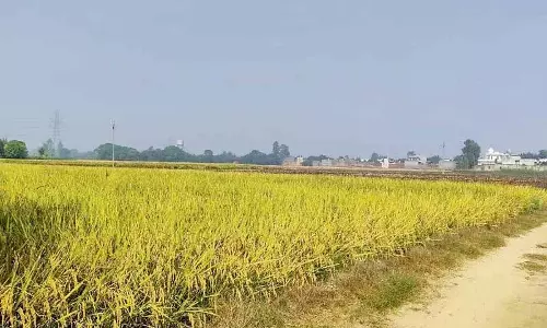 Malerkotla में पराली जलाने के मामलों के आंकड़ों में विसंगति