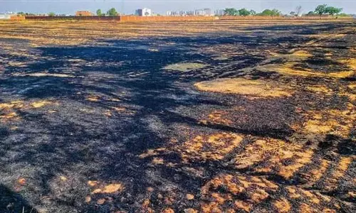 24 घंटे में खेतों में आग लगने की 52 घटनाएं, 49 FIR दर्ज 24 घंटे में खेतों में आग लगने की 52 घटनाएं, 49 FIR दर्ज