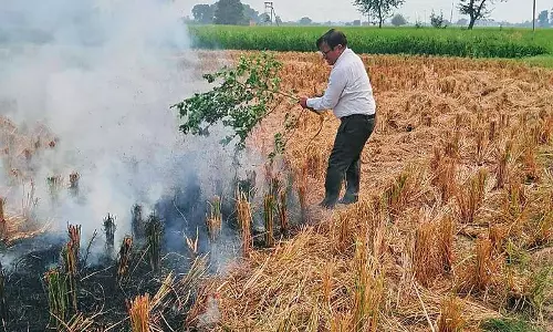 Haryana : झज्जर गांव में फसल अवशेषों को आग लगाने के आरोप Haryana : झज्जर गांव में फसल अवशेषों को आग लगाने के आरोप
