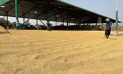Punjab: मंडियों के प्रवेश द्वारों पर धान की नमी की जांच की जानी चाहिए