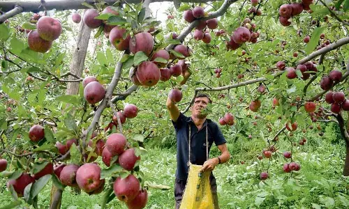 Himachal: सेब उत्पादकों को अच्छा मुनाफा, लेकिन राज्य में सेब उत्पादन में गिरावट Himachal: सेब उत्पादकों को अच्छा मुनाफा, लेकिन राज्य में सेब उत्पादन में गिरावट