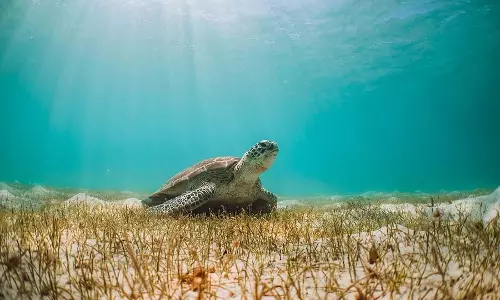 WWF की लिविंग प्लैनेट रिपोर्ट 2024 में चौंकाने वाले खुलासे पर संपादकीय WWF की लिविंग प्लैनेट रिपोर्ट 2024 में चौंकाने वाले खुलासे पर संपादकीय