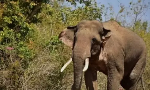 Assam ने मानव-हाथी के बीच होने वाले टकराव के लिए क्या तैयारी की