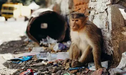 Nirmal में बंदरों के हमले से बचने के दौरान महिला की गिरकर मौत